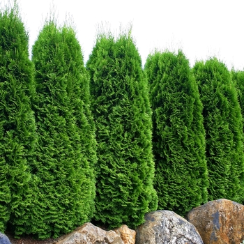 Thuja occidentalis 'Smaragd' 