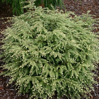 Tsuga canadensis 'Moon Frost' 