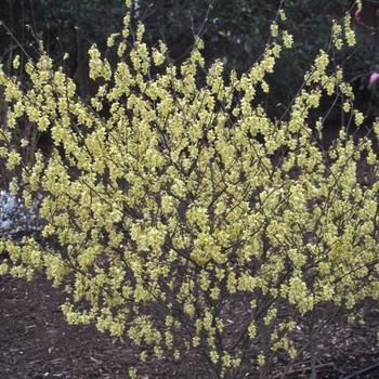 Corylopsis glabrescens