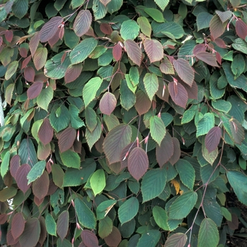 Corylopsis 'Spring Purple' 