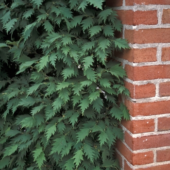 Corylus avellana 'Heterophylla' 