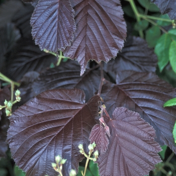 Corylus maxima 'Purpurea' 