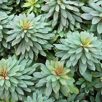 Euphorbia 'Blue Lagoon'