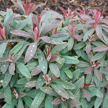 Euphorbia 'Purple Preference'