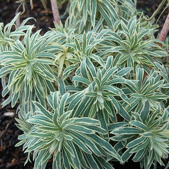 Euphorbia 'Tasmanian Tiger' PP15715