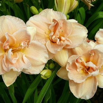 Hemerocallis 'Aubrey Johnson'