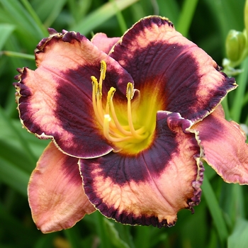 Hemerocallis 'Awesome Blossom' 