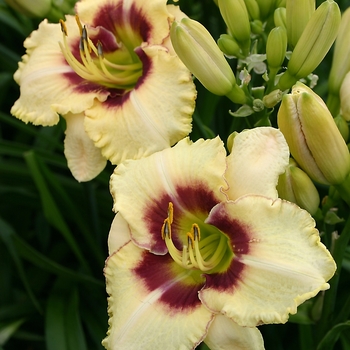 Hemerocallis 'Barbara Keen Strout' 