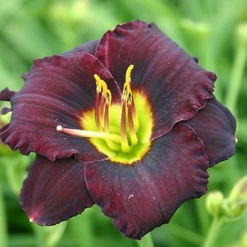 Hemerocallis 'Cinderella's Dark Side'