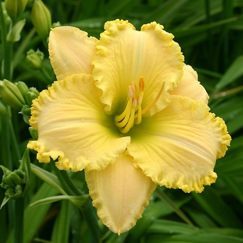 Hemerocallis 'Ferengi Gold' 