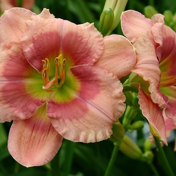 Hemerocallis 'Flamingo Fantasy'