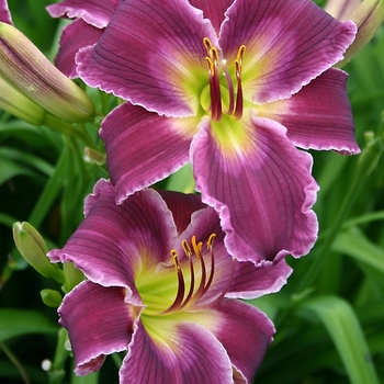 Hemerocallis 'Indian Giver'