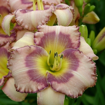 Hemerocallis 'Lavender Showstopper'