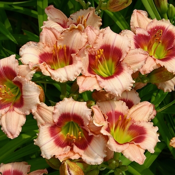 Hemerocallis 'Made To Order'