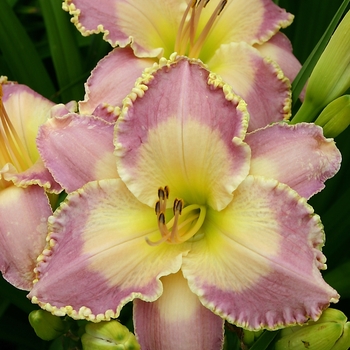 Hemerocallis 'Spiritual Corridor'