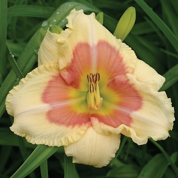 Hemerocallis 'When My Sweeetheart Returns'