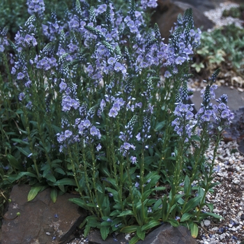 Veronica gentianoides 