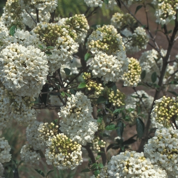 Viburnum 'Eskimo'