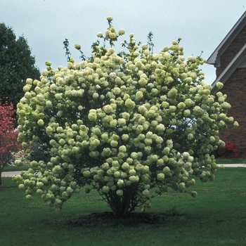 Viburnum macrocephalum 'Sterile' 