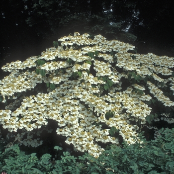 Viburnum plicatum f. tomentosum 'Cascade'