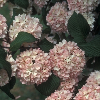 Viburnum plicatum f. plicatum 'Kern's Pink'