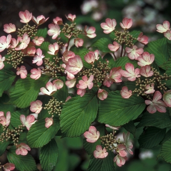 Viburnum plicatum f. plicatum 'Pink Perfection' 