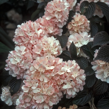 Viburnum plicatum f. tomentosum 'Roseum' 