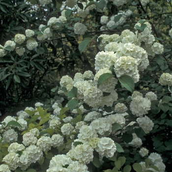 Viburnum plicatum f. plicatum 'Rotundifolium' 