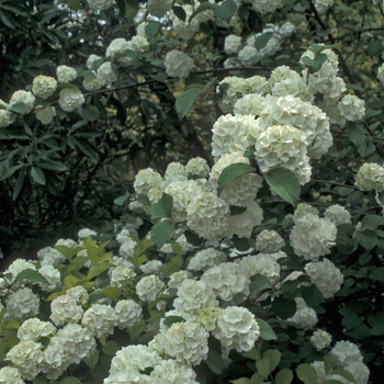 Viburnum plicatum f. plicatum 'Rotundifolium'