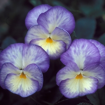 Viola 'Robin Dale' 