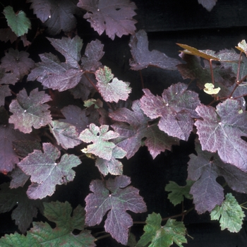 Vitis vinifera 'Purpurea'