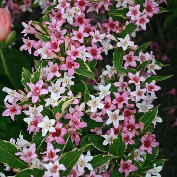 Weigela florida 'Variegata' 