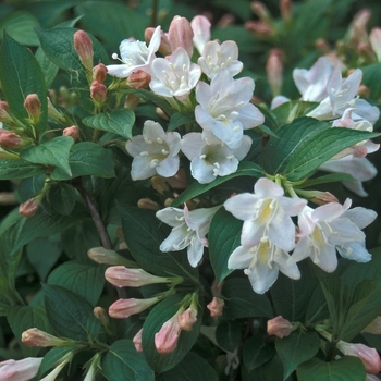 Weigela florida 'White Knight'