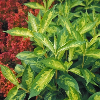 Weigela 'White Pillow' 