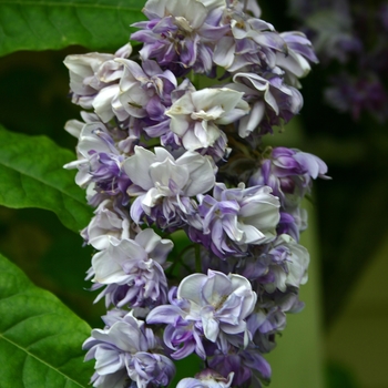 Wisteria floribunda 'Violacea Plena'