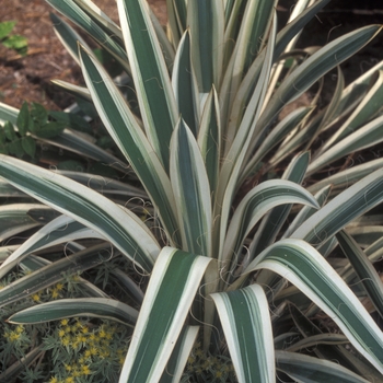 Yucca filamentosa 'Variegata'