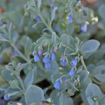 Mertensia maritima