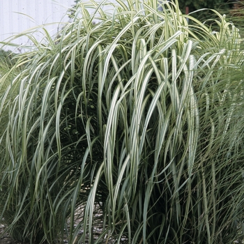 Miscanthus sinensis 'Cabaret'