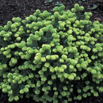 Abies balsamea 'Piccolo'