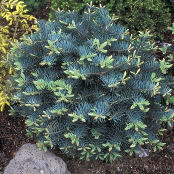 Abies concolor 'La Veta'