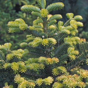 Abies nebrodensis 'Sicilian Gold'