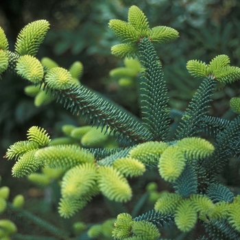 Abies pinsapo 'Aurea' 