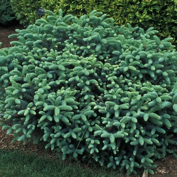 Abies pinsapo 'Horstmann' 