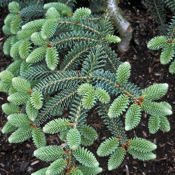 Abies pinsapo 'Kelleris' 