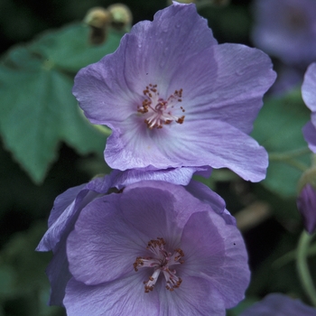 Abutilon vitifolium