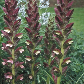 Acanthus dioscoridis 'Var. perringii' 