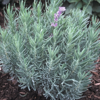 Lavandula angustifolia 'Lavenite Petite'