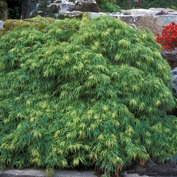 Acer palmatum var. dissectum 'Green Filigree' 
