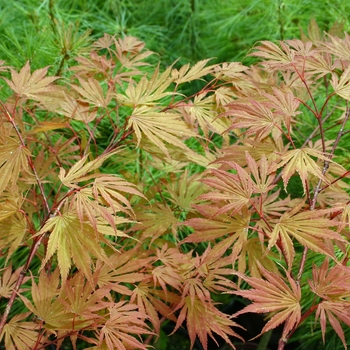 Acer shirasawanum 'Sensu' 