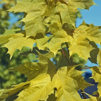 Acer platanoides 'Princeton Gold' 